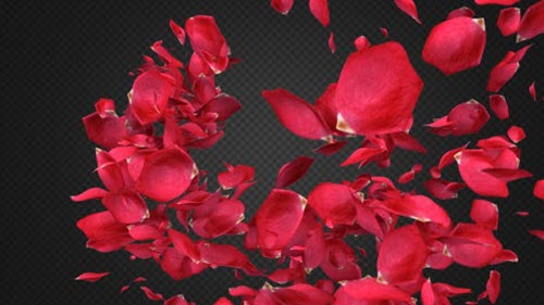 Rose Petal Transitions Pack - 21294817 - Motion Graphics (Videohive)