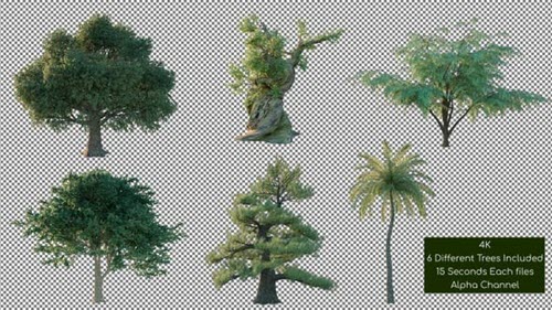 Tree Pack 4K - 26266867 - Motion Graphics Videohive