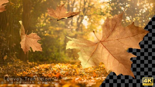 Autumn Leaves Transitions - 17978836 - Motion Graphics